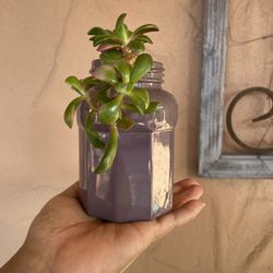 Succulent In A Cute Purple Container 