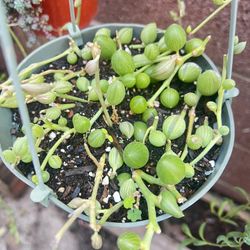String Of Melons Plant