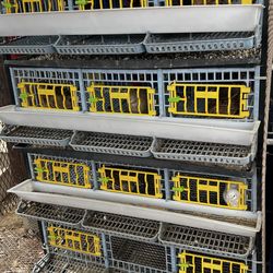 Quail breeding cage