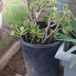 🌿 Healthy Wild Jade Plant – Hardy & Easy Care