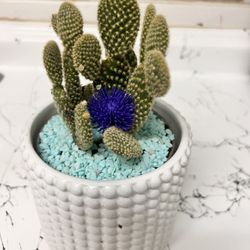Bloom Cactus With Ceramic Pot,Perfect Gift For Valentines 