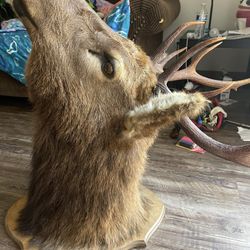 Mount  Deer 