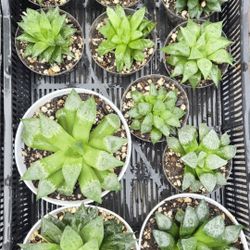 Haworthia Plants