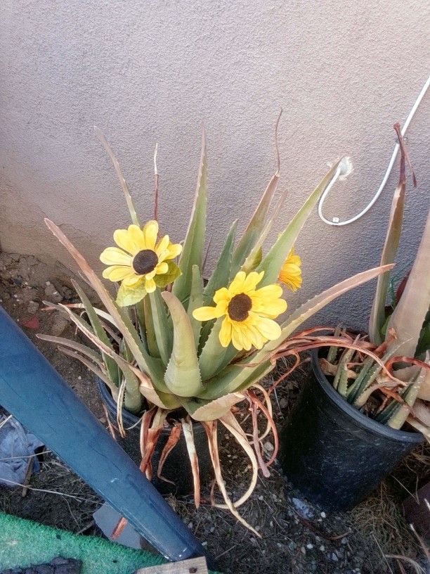 Aloe Vera Plants Moving Need Gone Today