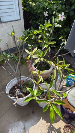 3 Plumerias plants