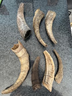Lot Of 7 Shofars