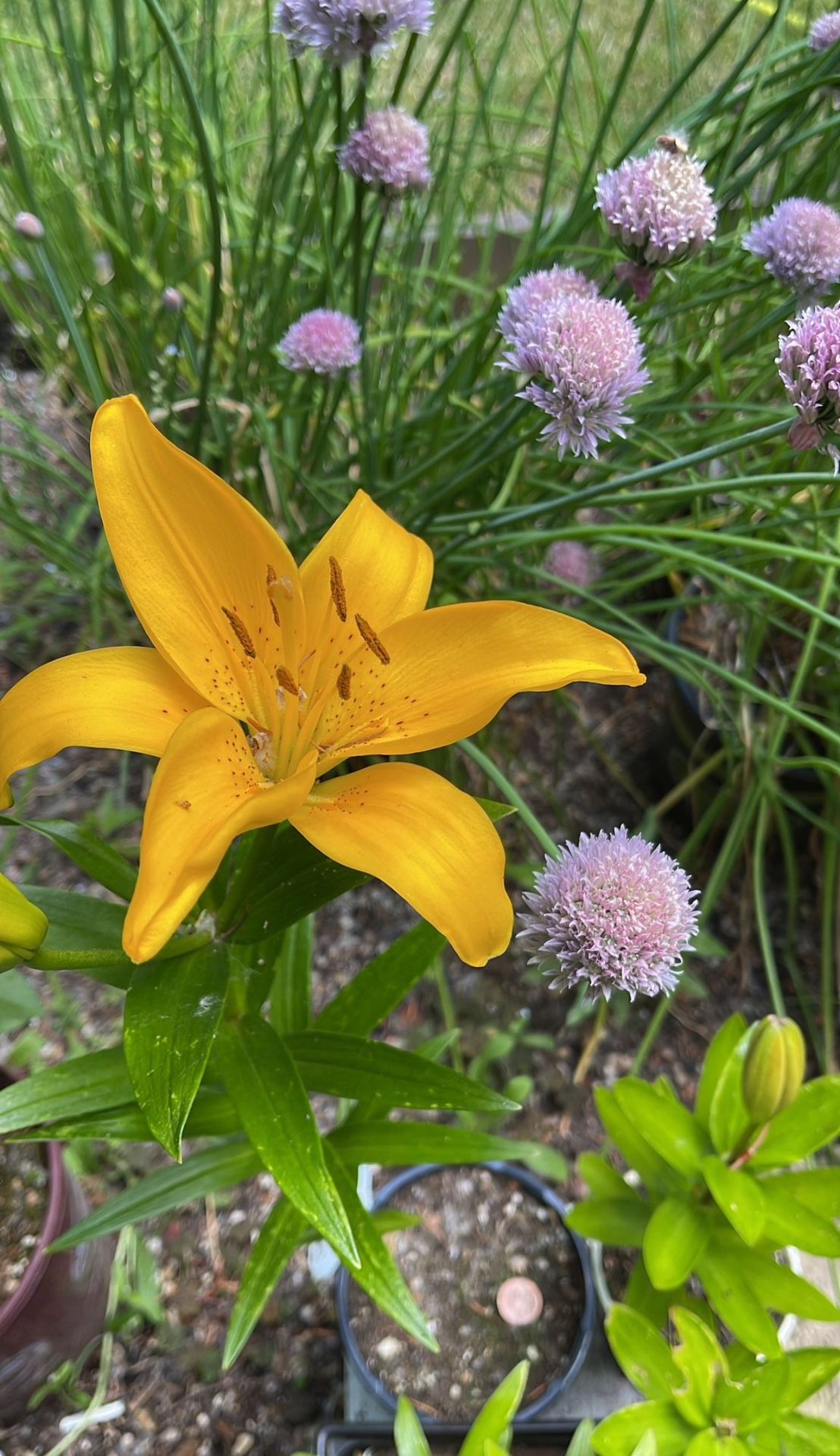 Asiatic Yellow Lily Perennial Plant.
