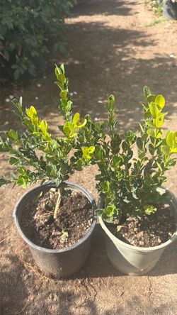 Winter Gem boxwood