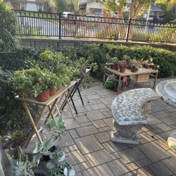 ‼️‼️‼️HUGE PLANTS SALE! Over 50 Plants! 🌵🌱🪻🪴