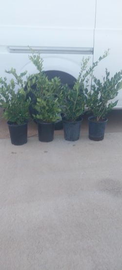 Ligustrum Waxleaf Plants 