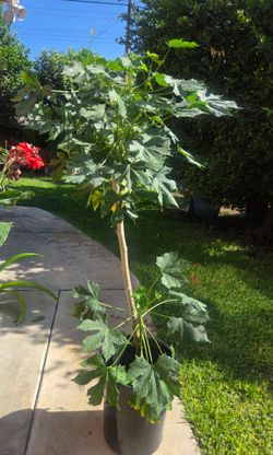 Chaya Plant Medesinal