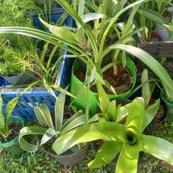Plants 