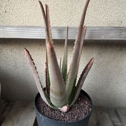 Aloe vera plant/Savila