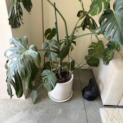 Monstera