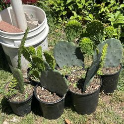 Nopales 