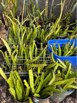 Rooted Dragon Fruit plants 200 Varieties starting from $30