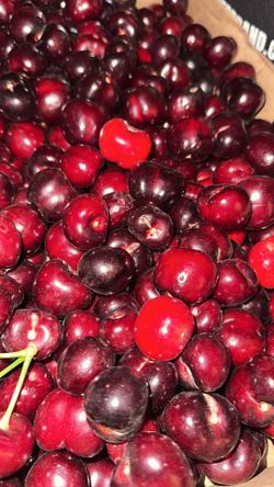 Fresh picked Cherry’s