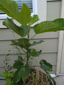 The Tree Organic Fig