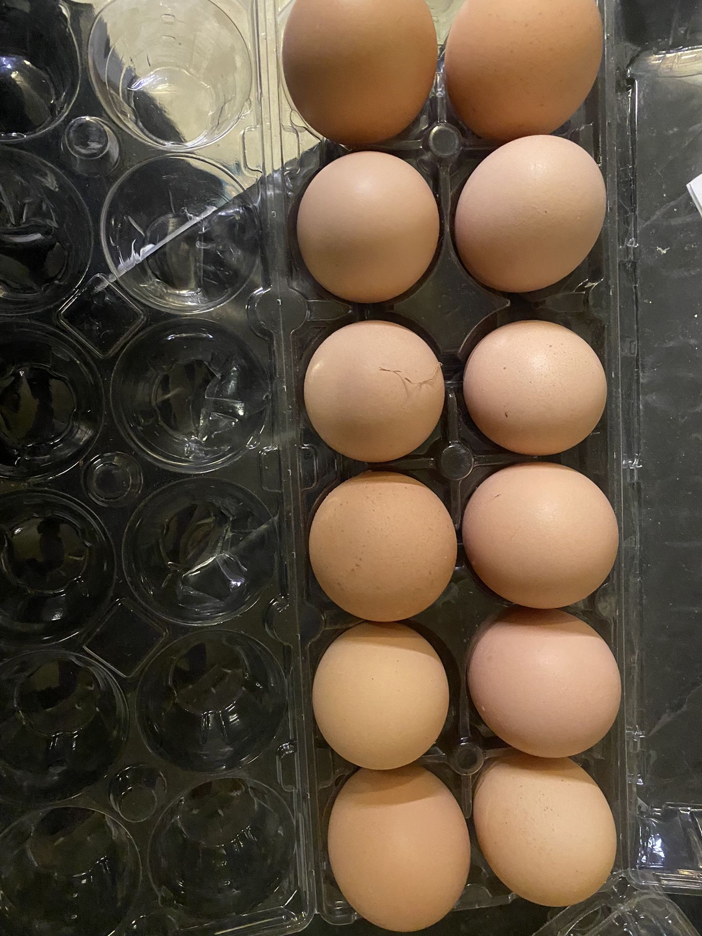 Rare Breed Hatching Eggs-Lavender Orpington, Dark & Light Brahmas 