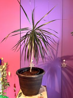Live Plant