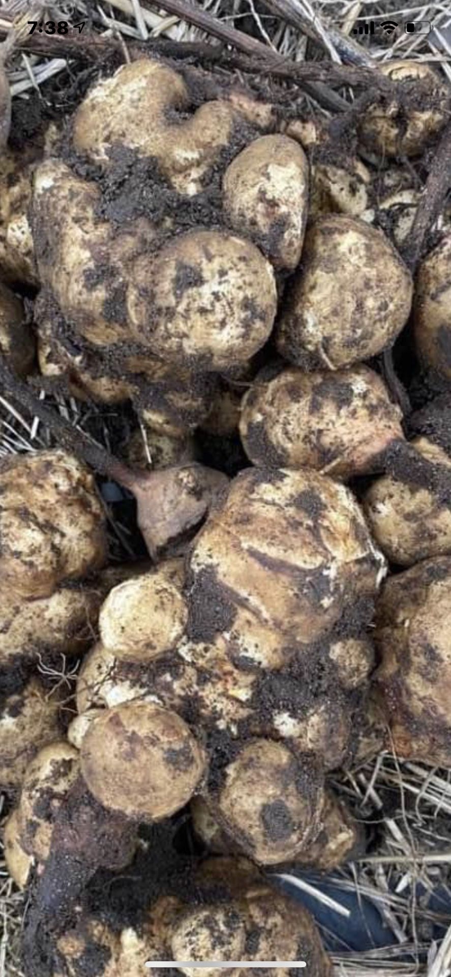 Fresh organic Sunchokes/Jerusalem Artichokes
