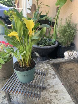 Yellow Lily 