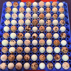 90Egg Flat Quail Eggs