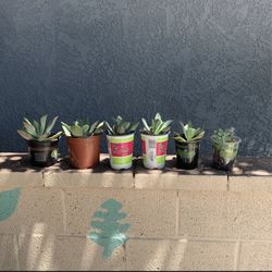 Succulents 