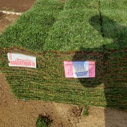 Marathon Sod / Grass For Sale (Cut To Order)