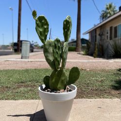 Prickly Pear Cactus  Plant 