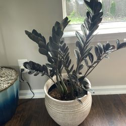 Black ZZ Plant 