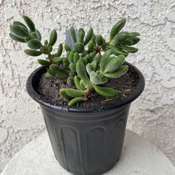 1 Gallon Pot Succulent Plant - Crassula Congesta -  Crassula Green Beans - Rooted & Established Plant- Drought Resistant - 🪴