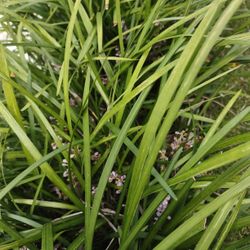 LIRIOPE, Strong Roots,6-8 Per Pot, Purple Blooms