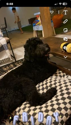 re home double doodle