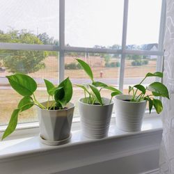 Pothos Indoor Plant