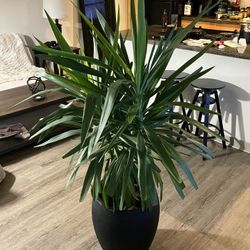 56” Tall Yucca Plant – Modern Indoor Statement Piece – $200