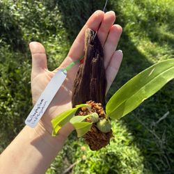Bulbophyllum lindleyanum Miniature Orchid 