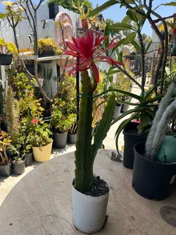 Orquídea