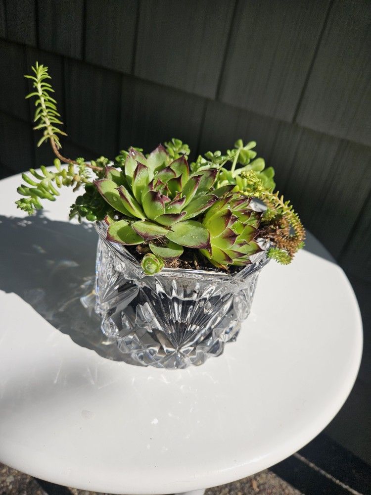 Garden Decoration Whis Plants Succulent In France Glass Vase