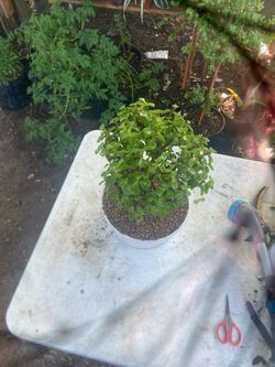 Jade
