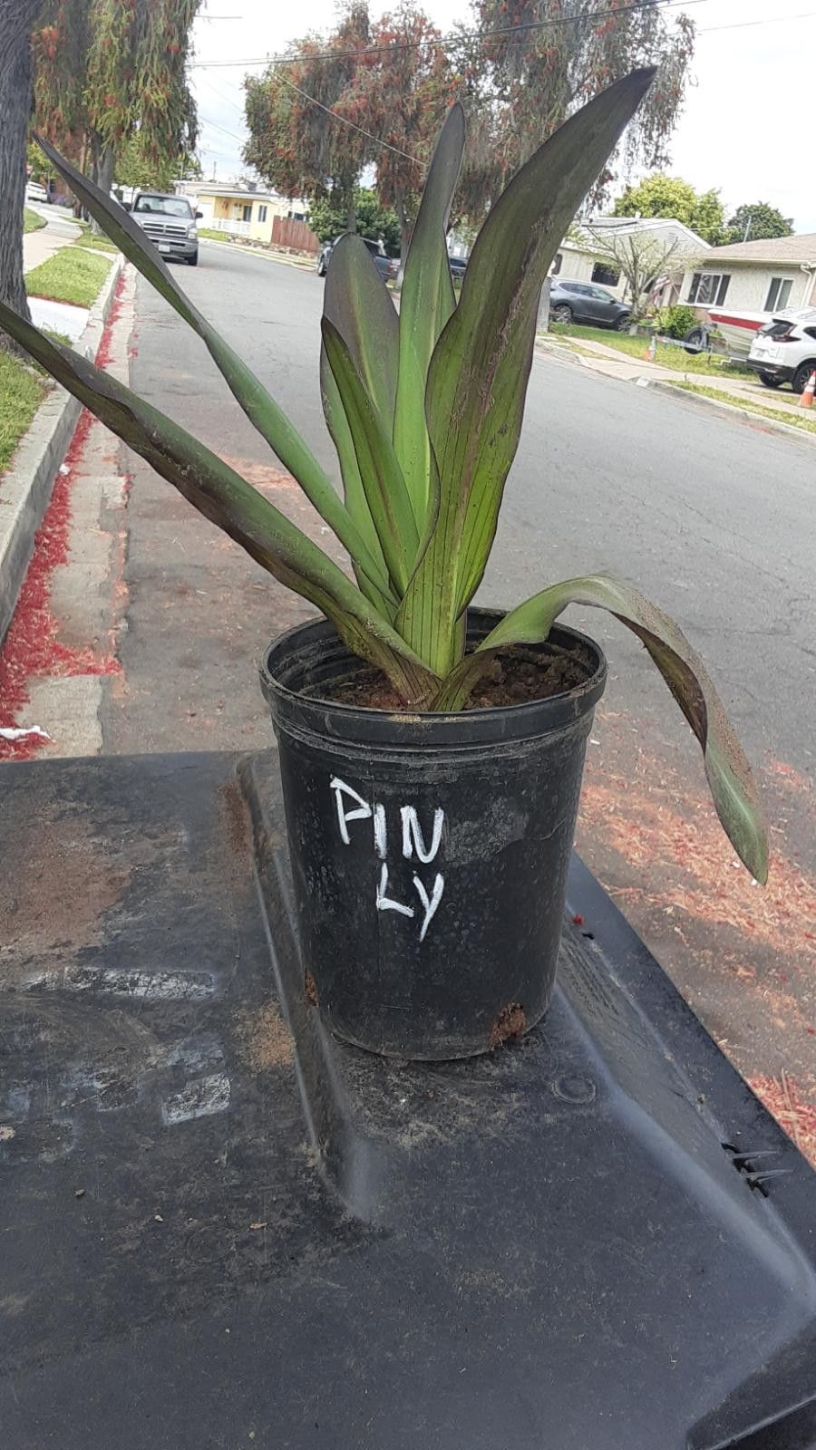 Pineapple Lily Plant 2 - 1 Gallon Pots 