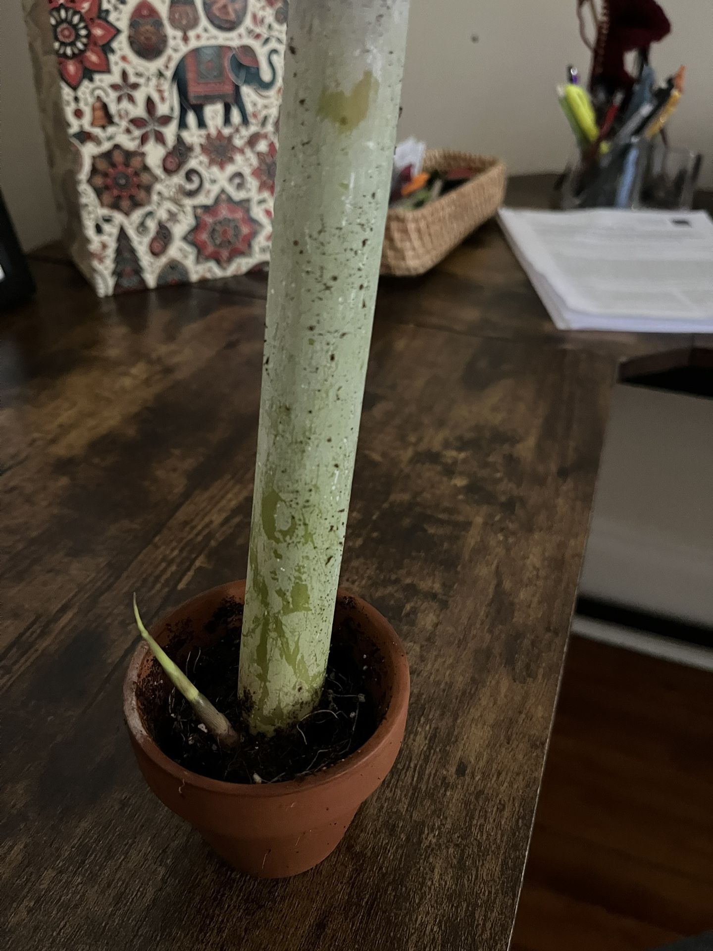 Sugar Cane Starter Plant In 2 In Terracotta Pot