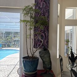 Tropical Plant Bonsai