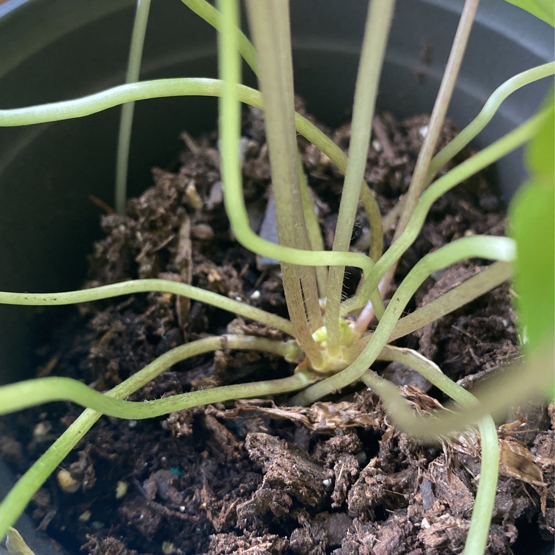 Plants
