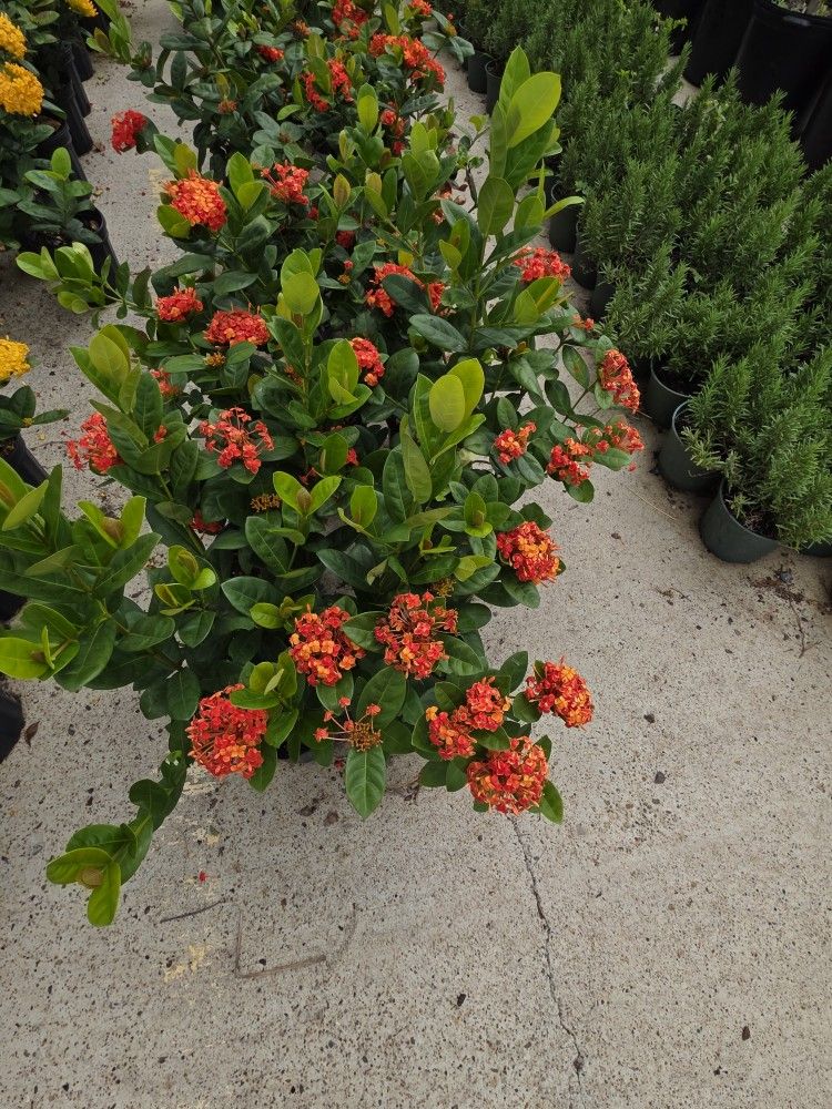 Ixoras Oranges In Yellow 1gallon