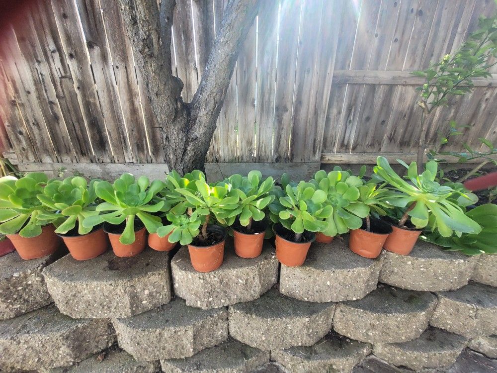Live Succulents