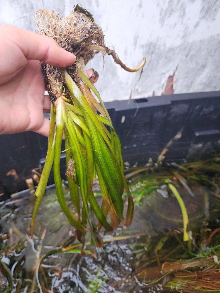 7 Vallisneria Americana (If It's Still Up There It's Available)