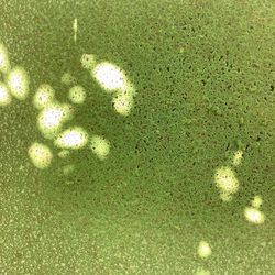 Floating Plants For Fish Tank 