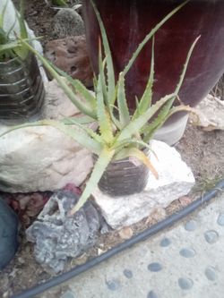 Aloe Vera Plant – Easy Care, Fast Growing
Planta Aloe Vera – Fácil Cuidado y Crecimiento Rápido.