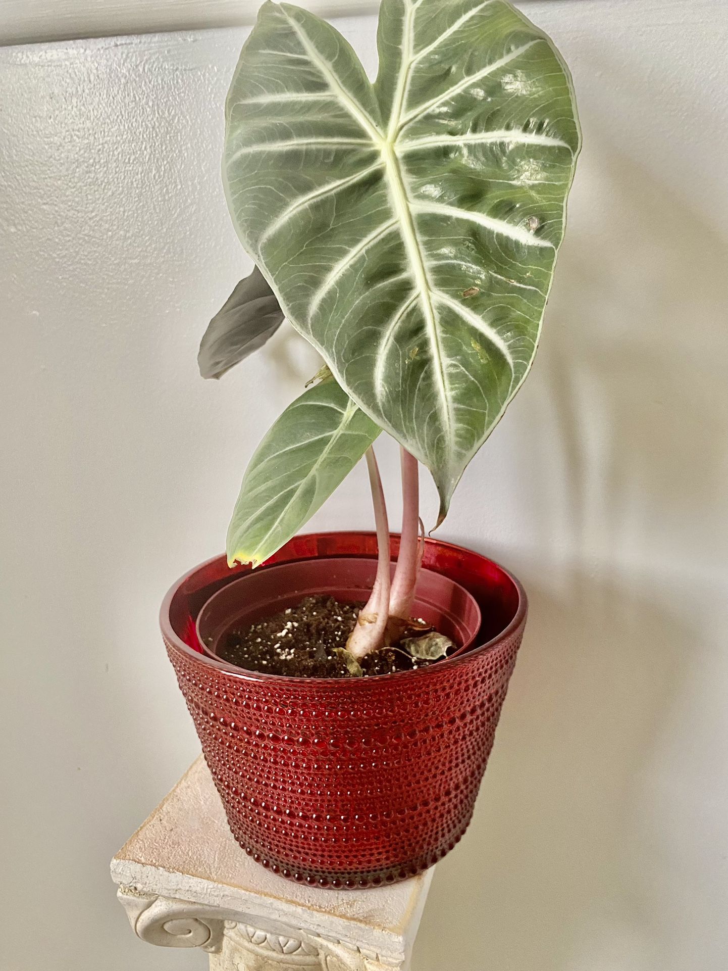 Alocasia  plant with bright red ceramic pot